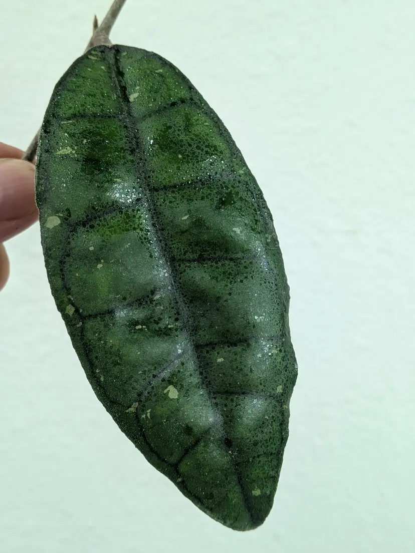MYSTERY BUNDLE - JURASSIC: 3 Hoya cuttings ✂️