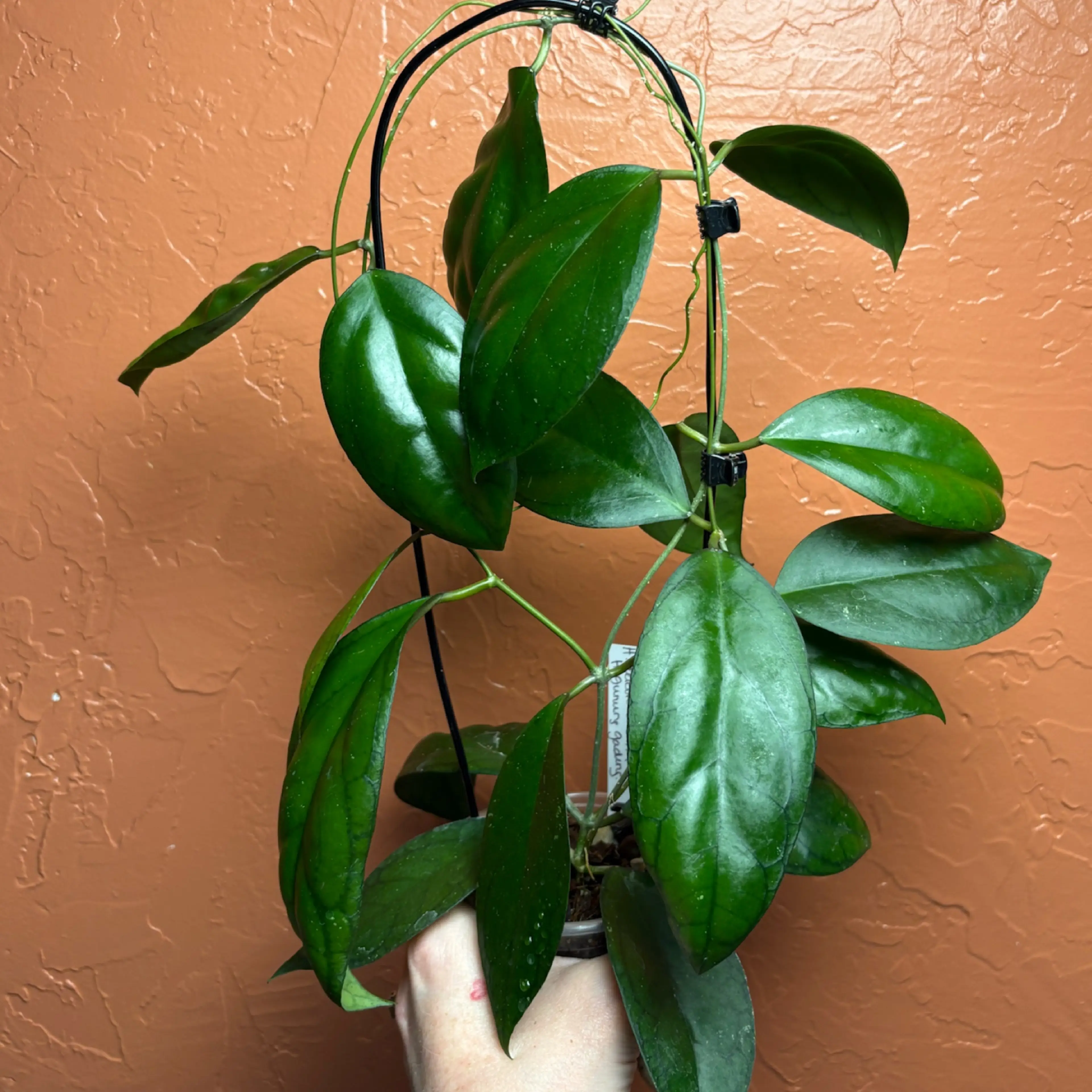 Image 4 of 5