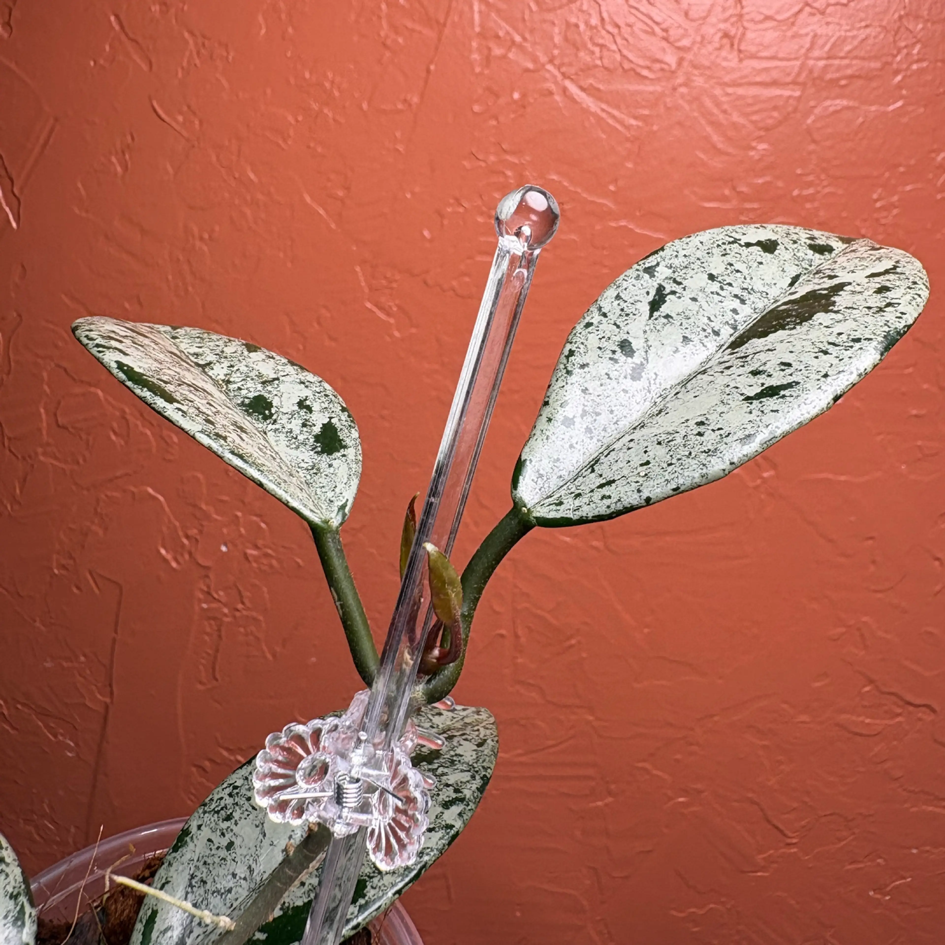 Image 4 of 5