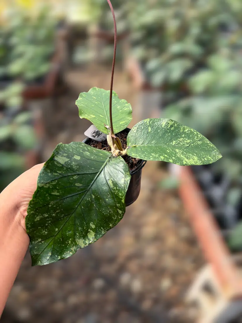 PS0128 - Hoya sp. (Aceh No2)