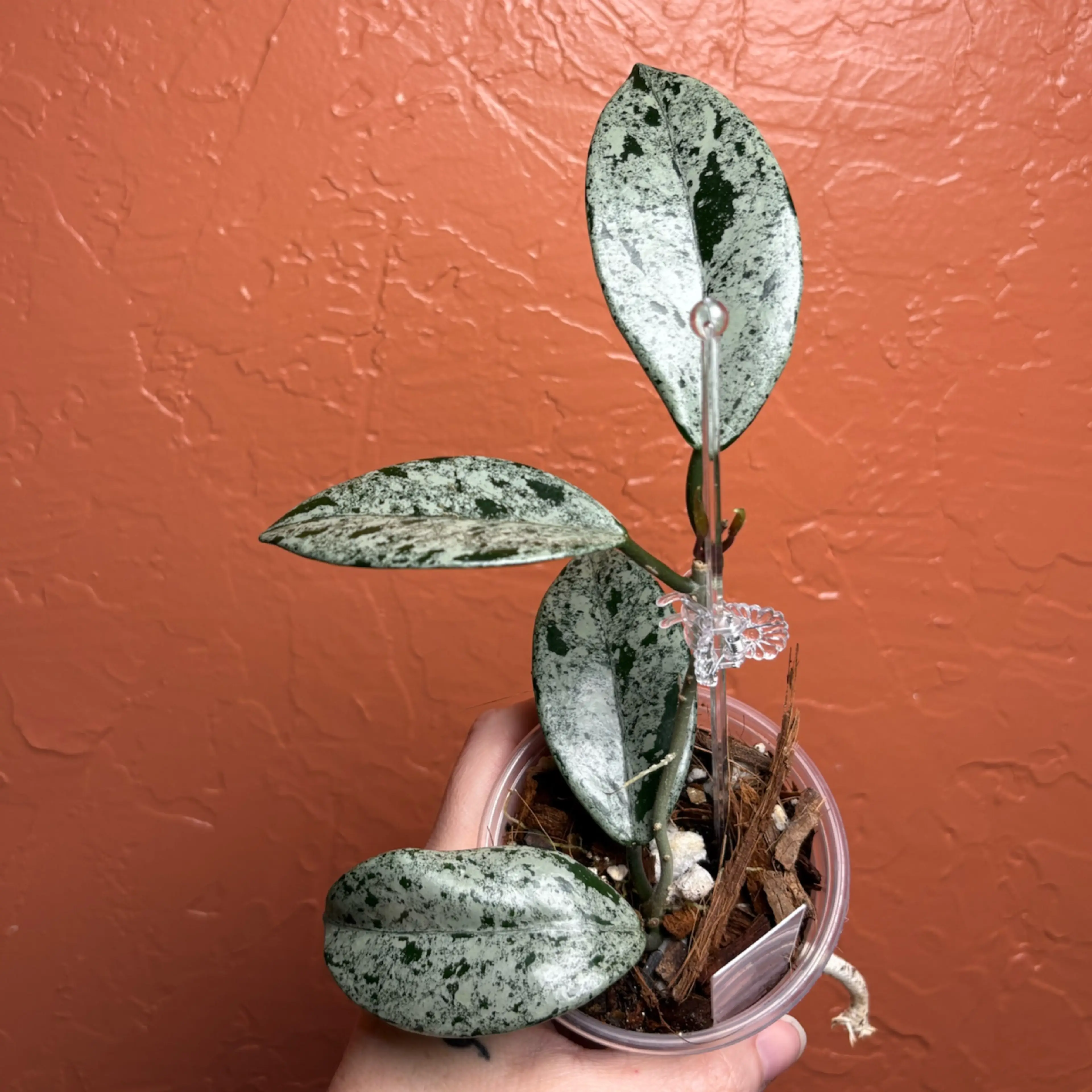 Image 2 of 5