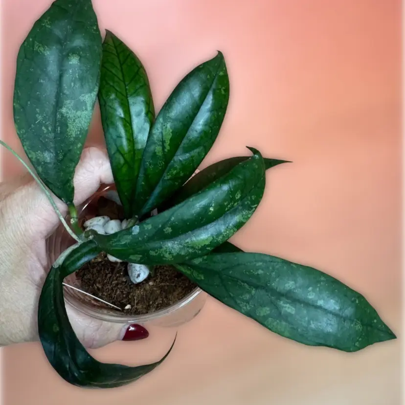 Gerard - Sarah Rosenberg seedling 2 plants