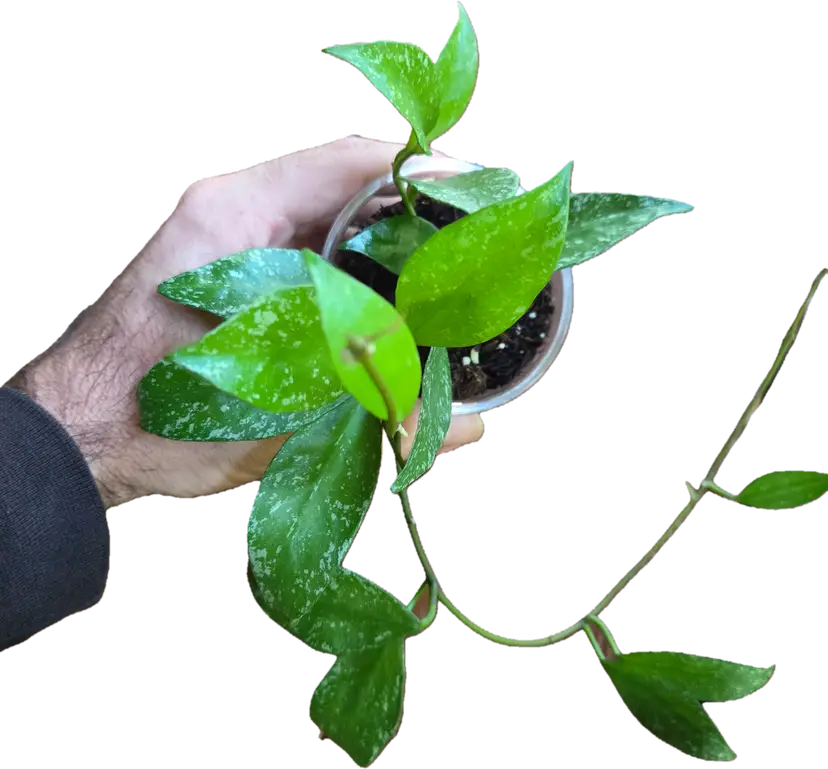 Hoya Nabawanensis Moyog River