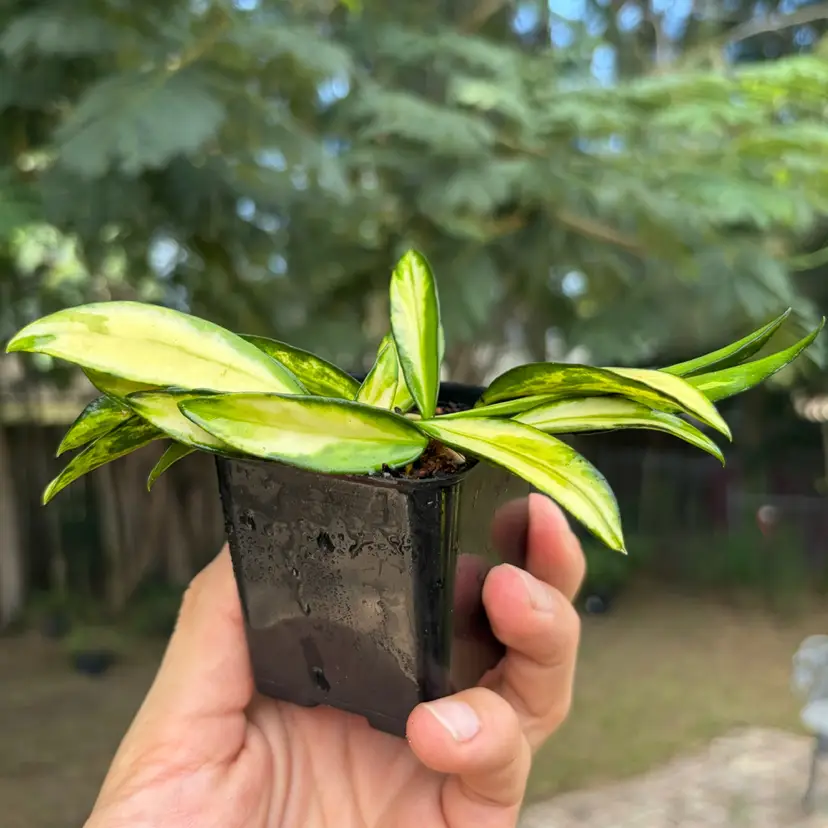 Hoya Wayetii Outer Var.