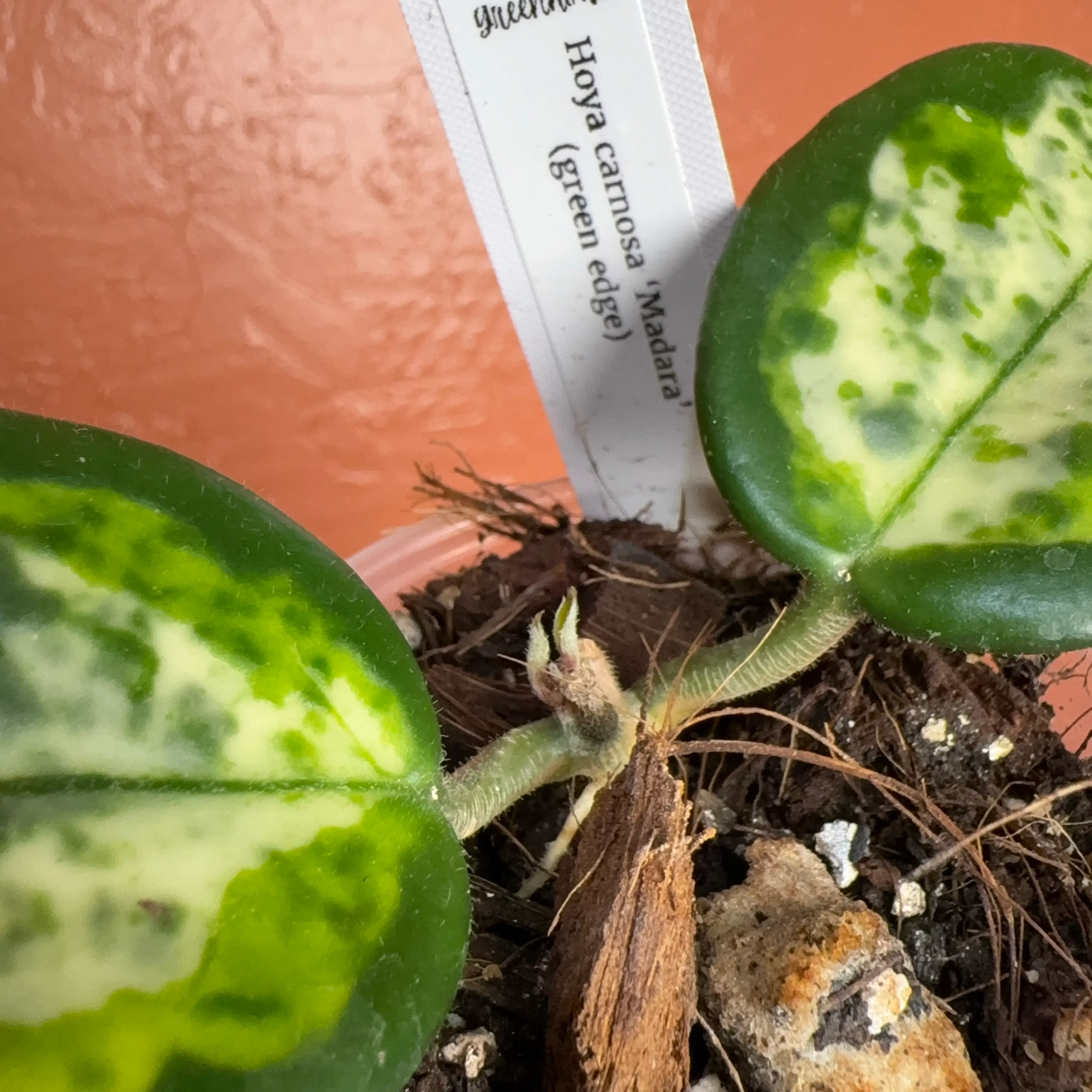 Overgrown Oasis · 128 Hoya carnosa madara (green edge)