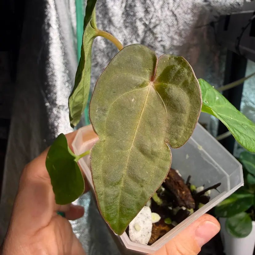 #252 Anthurium ‘Smer Rider’
(Forgetii x RVDP)