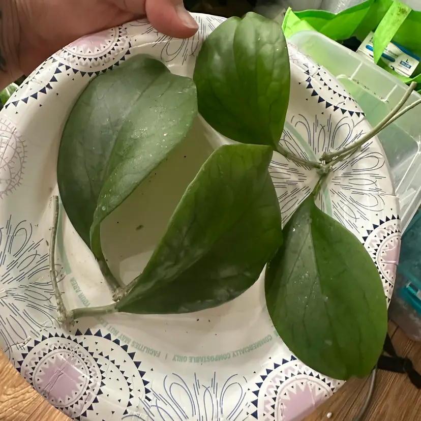 CUTTING - Hoya NOID (Zombie, lost tag, possible viola seedling)