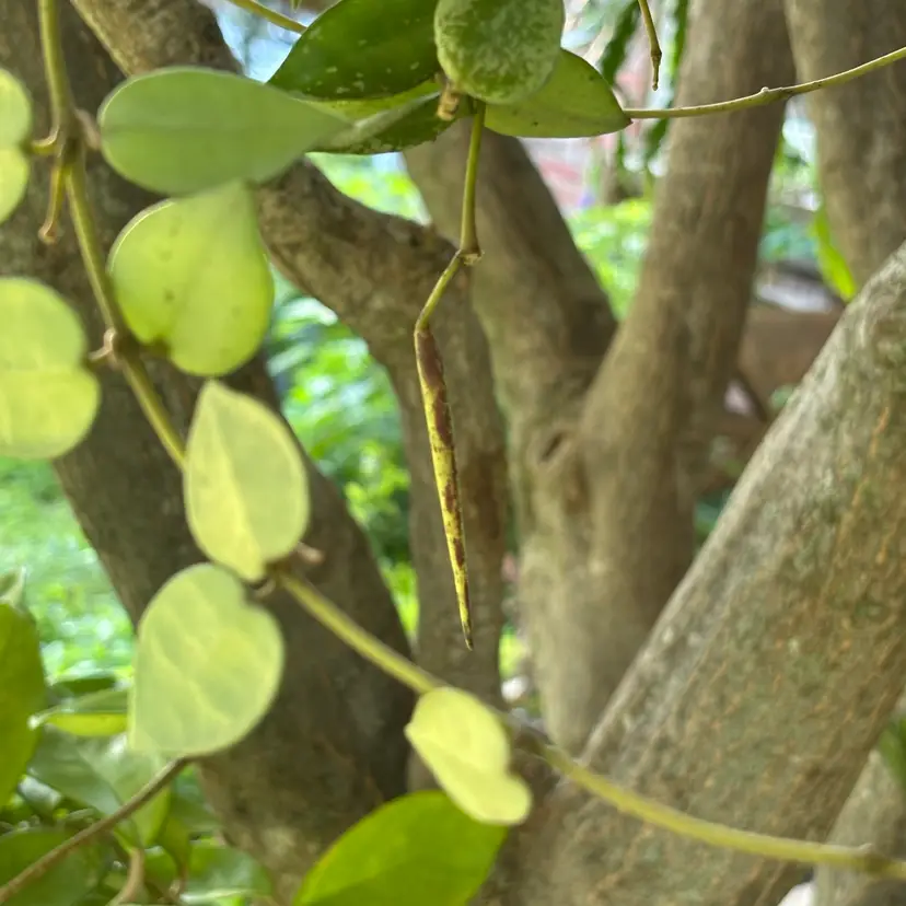 SEEDS - Hoya krohniana ‘silver’ CLCS 2602
