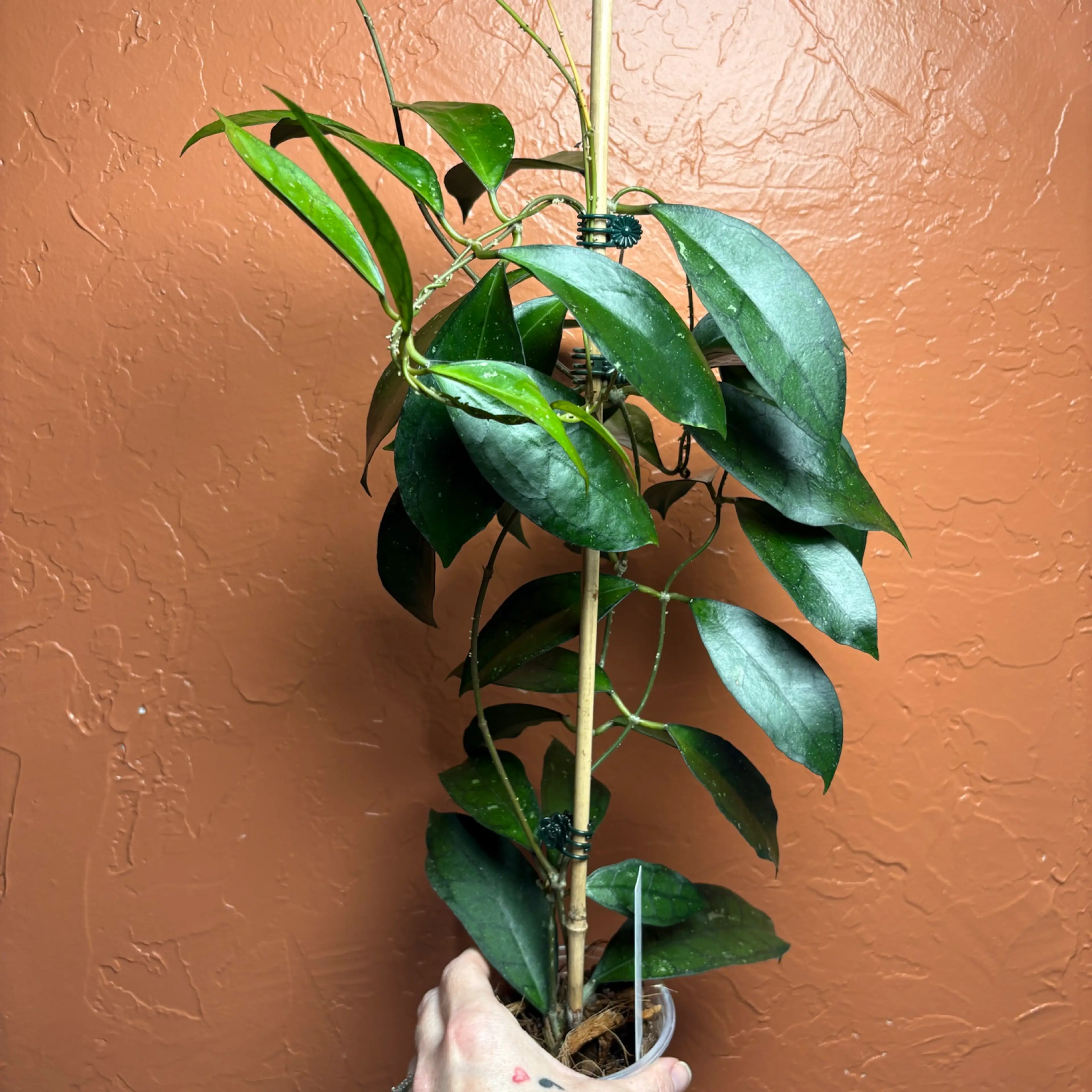 Image 5 of 5