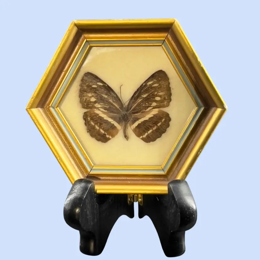 #509- Wood Framed Butterfly Bug Wall Art Hexagon Taxidermy Specimen Miniature