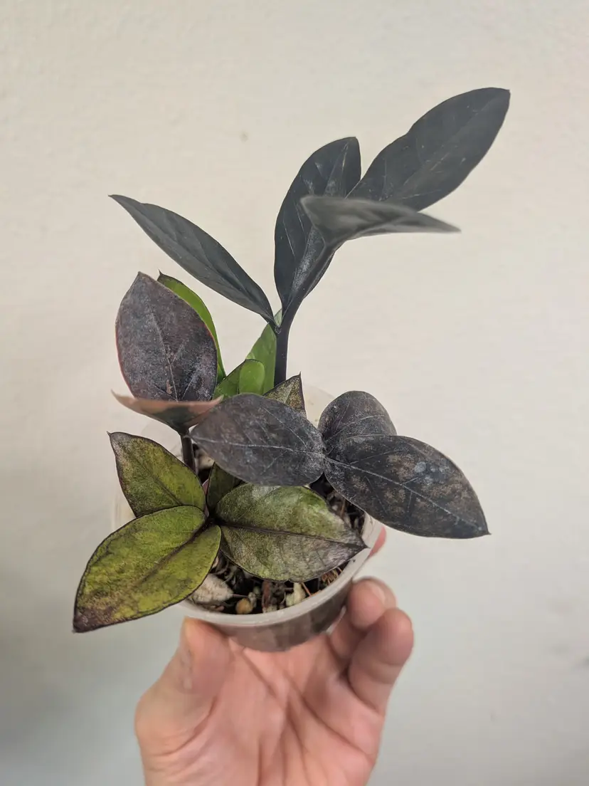 raven zz pink variegated (Zamioculcas zamiifolia)