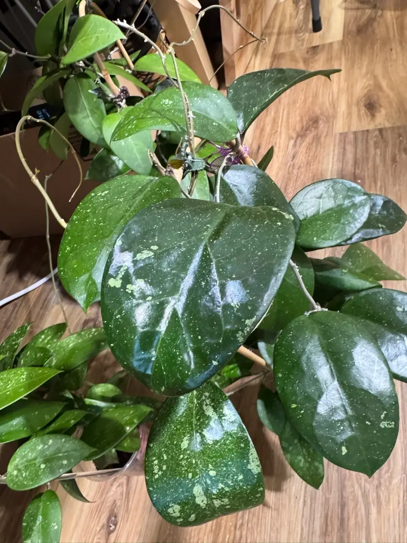 Bundle #4 *Seedling cuttings exact list