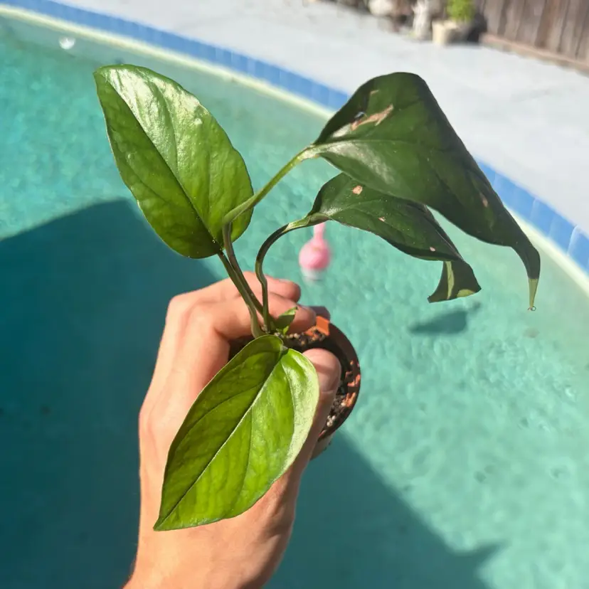 Baltic Blue Pothos