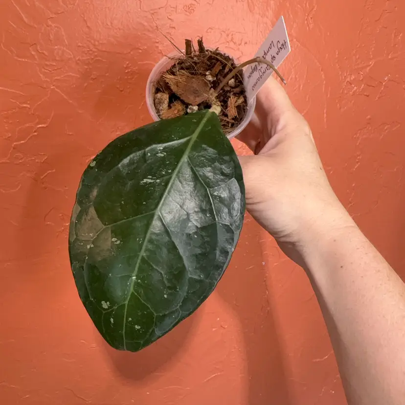 Hoya sp Tanggamus (Lampung region)