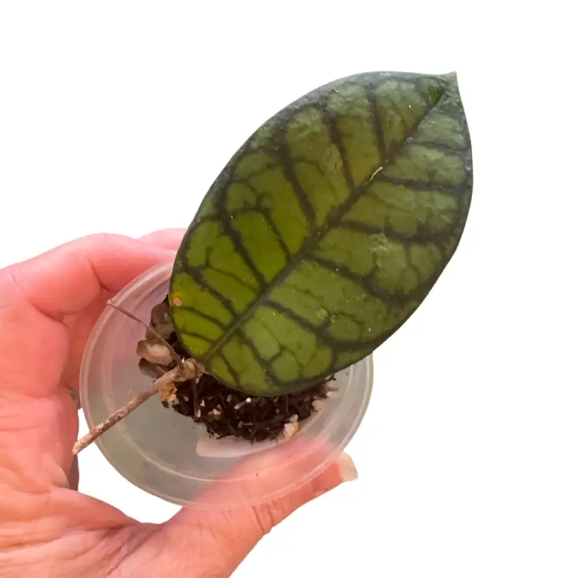 Callistophylla Obsidian