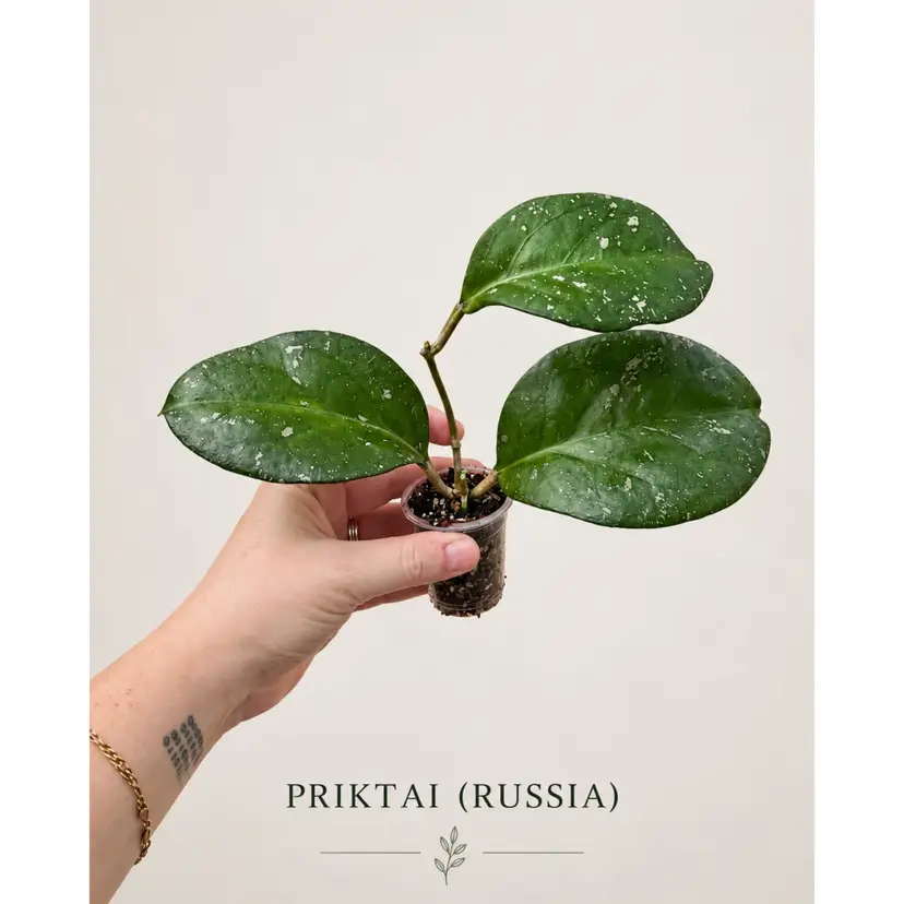 B.     PRIKTAI (RUSSIA)