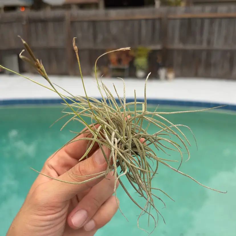 Native Florida Tillandsia