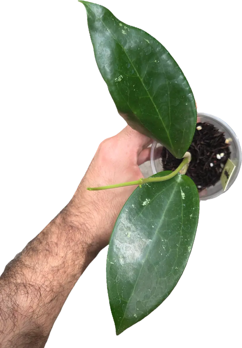 Hoya RHM909 Cambodia x rigida epc605