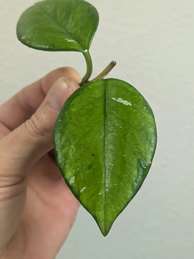 Hoya carnosa freckles splash mutation