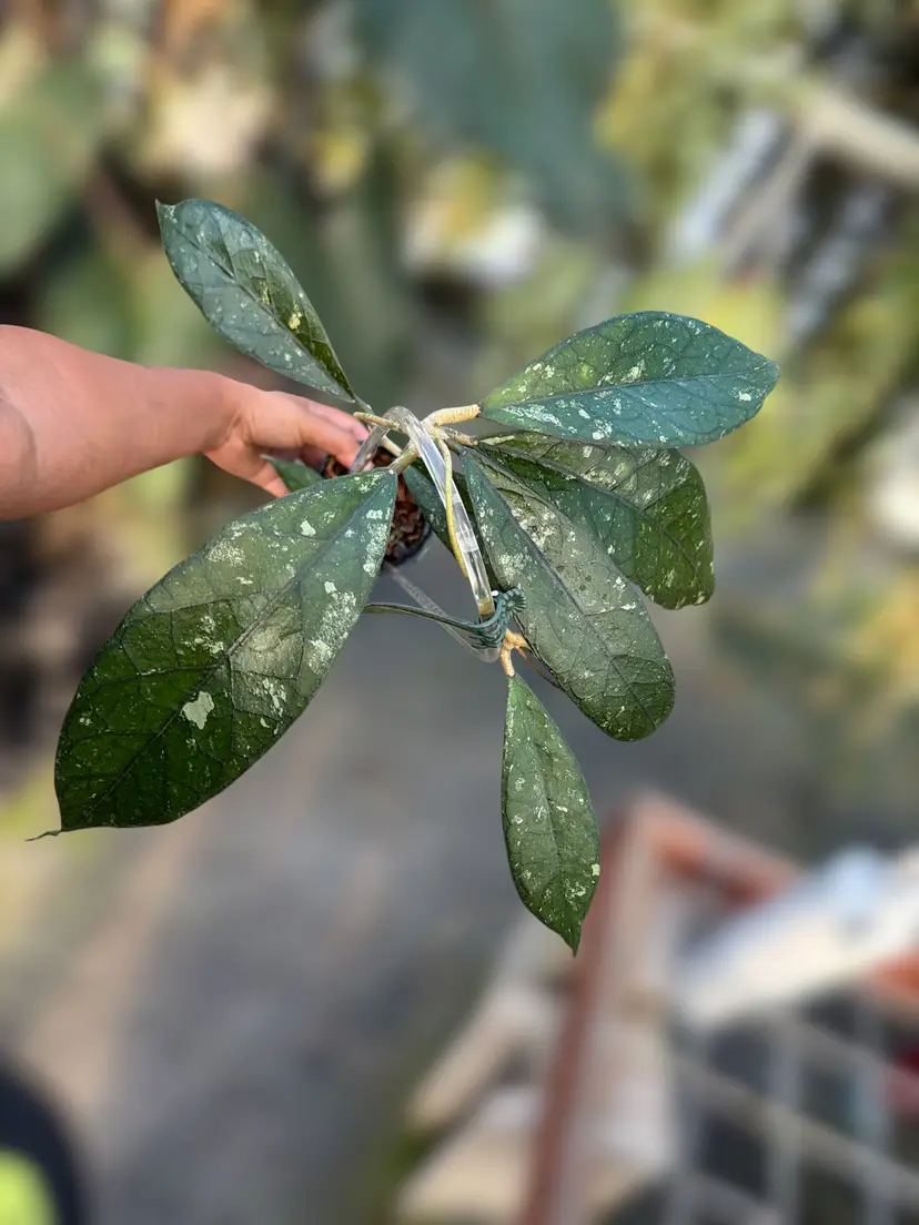 PS0916 - Hoya clemensiorum (Bengkulu)