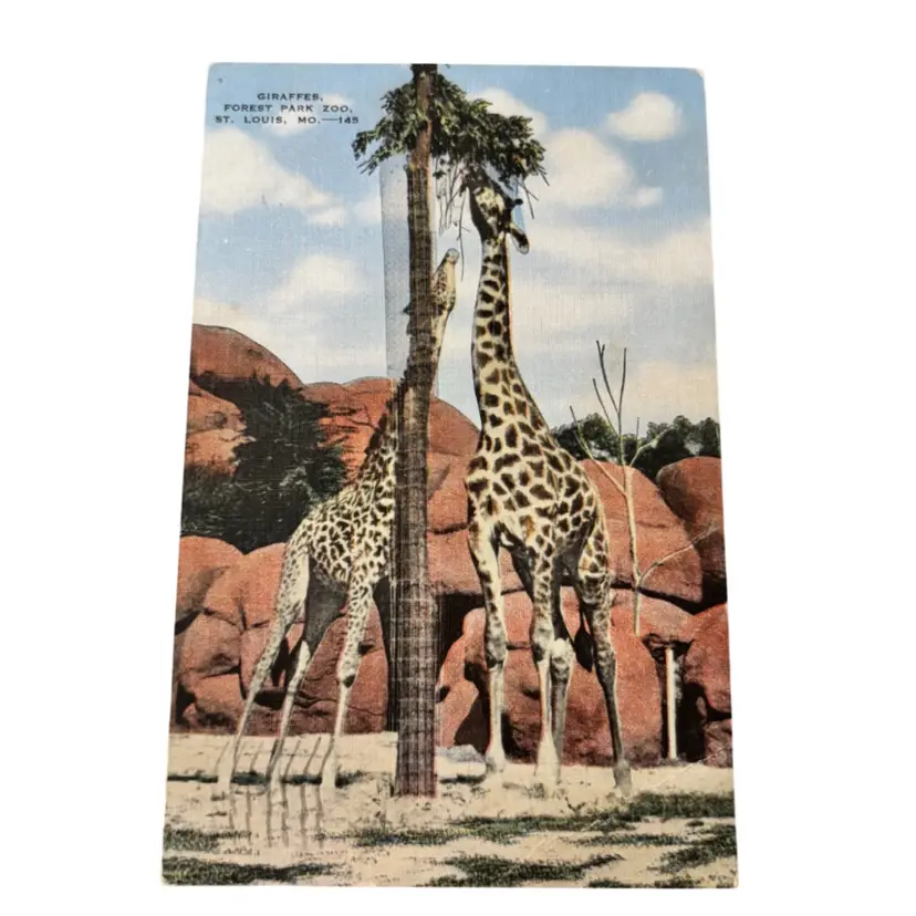 1950s Vintage Giraffes Postcard