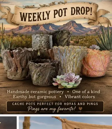 Weekly Pot Drop 