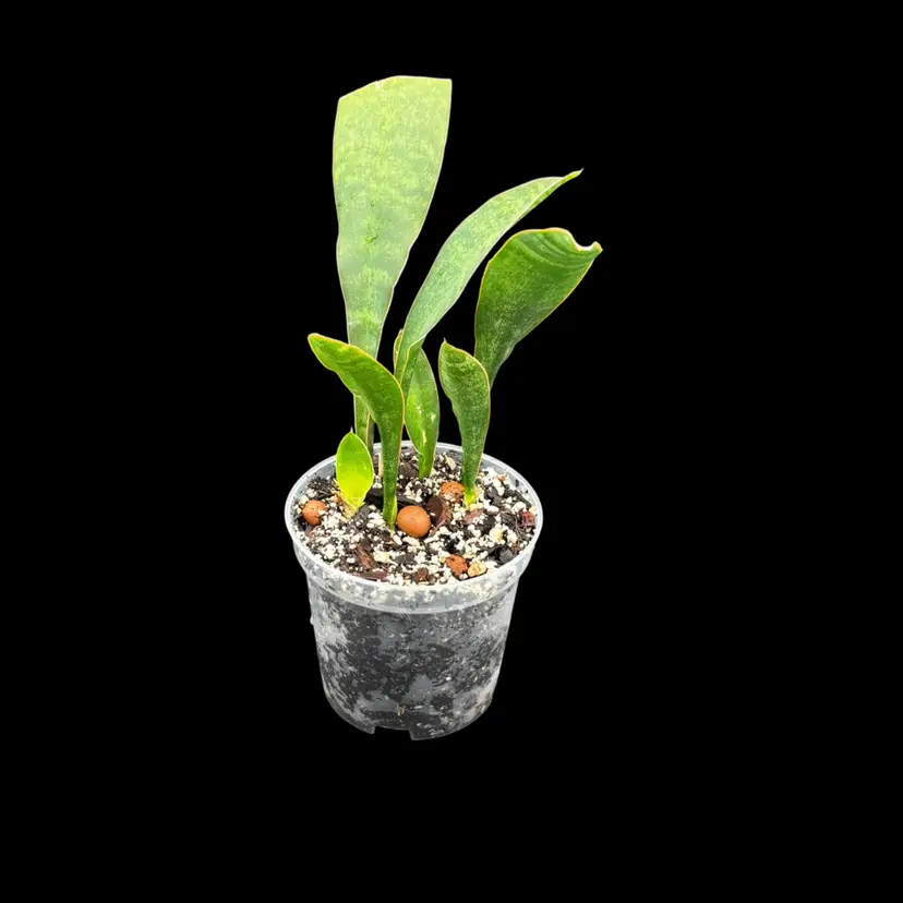 Sansevieria ‘Whalefin’