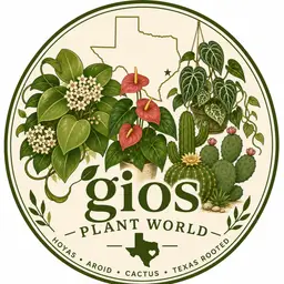 Gio