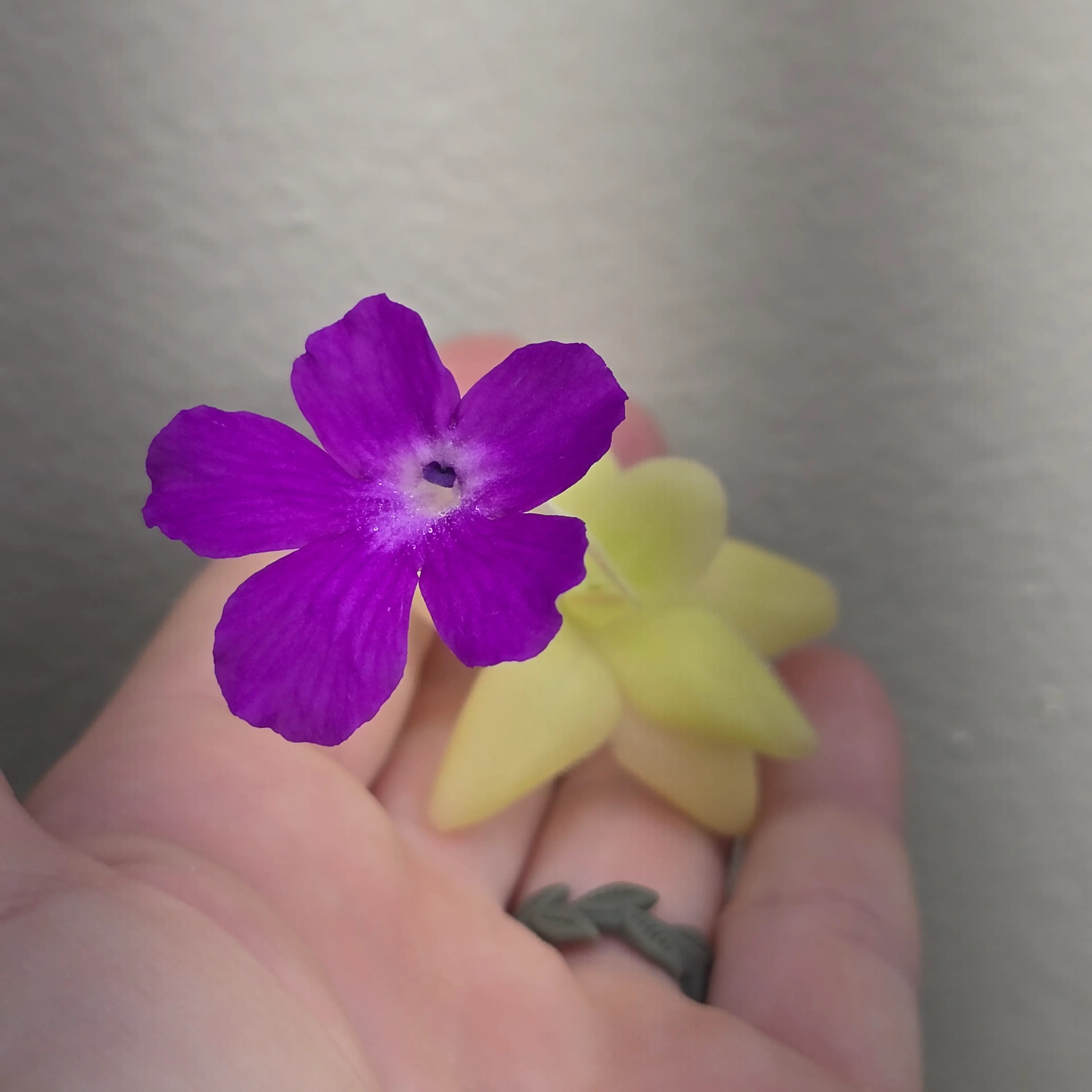 Image 3 of 5