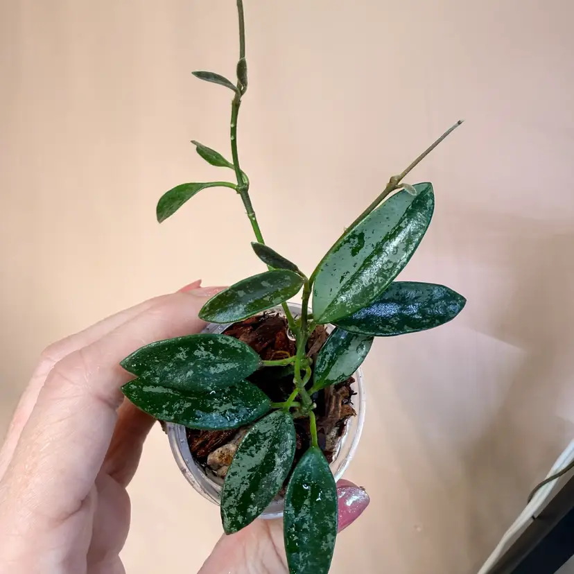 Hoya Lima splash