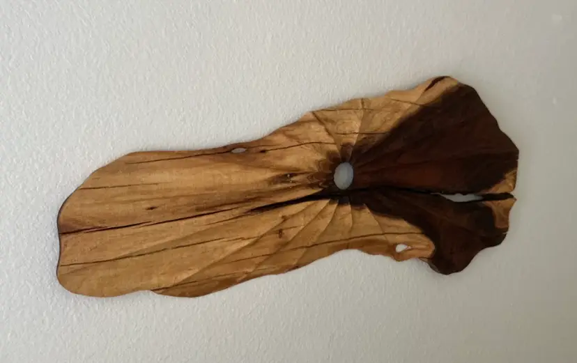 Az Acacia Wood Wall Hanging: 36”l x 15”h x 1”d. Watco Tung Oil Finish. 7 day return policy (Buyer pays return shipping and must be safely packaged)