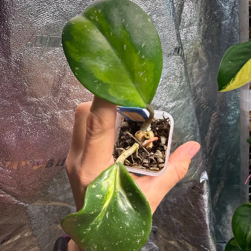 #288 H. obovata (inner var, splash)