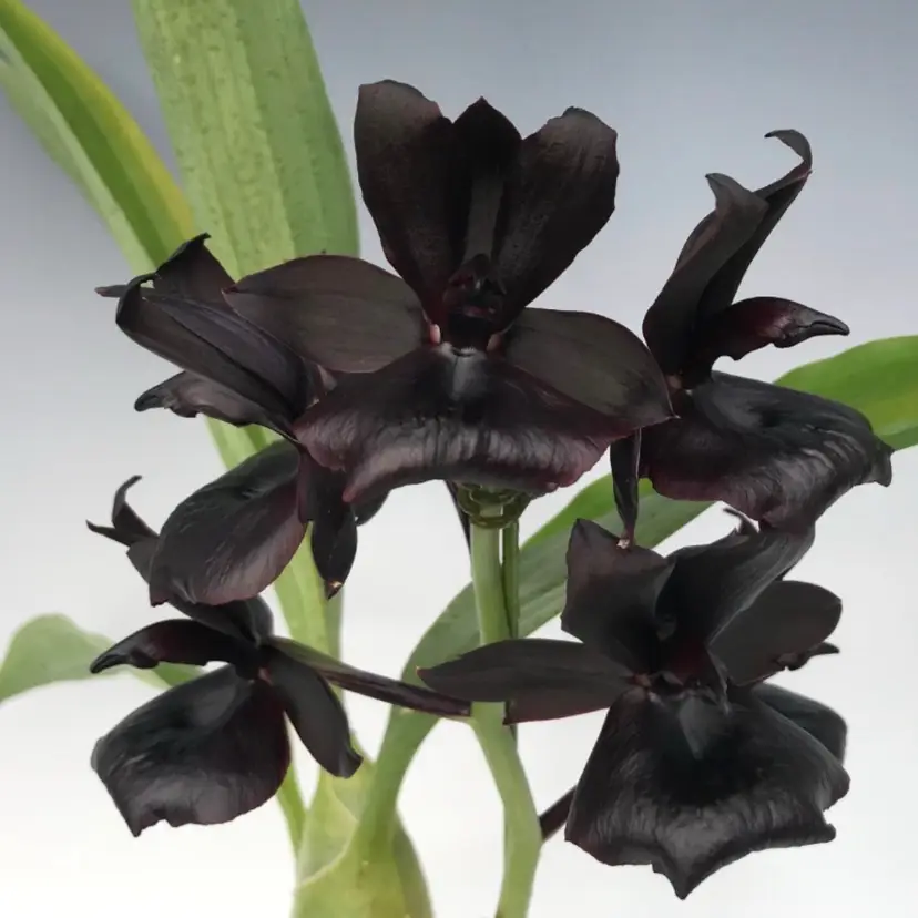 Monnierara Millennium Magic 'Witchcraft' FCC/AOS - 2” pot blooming size