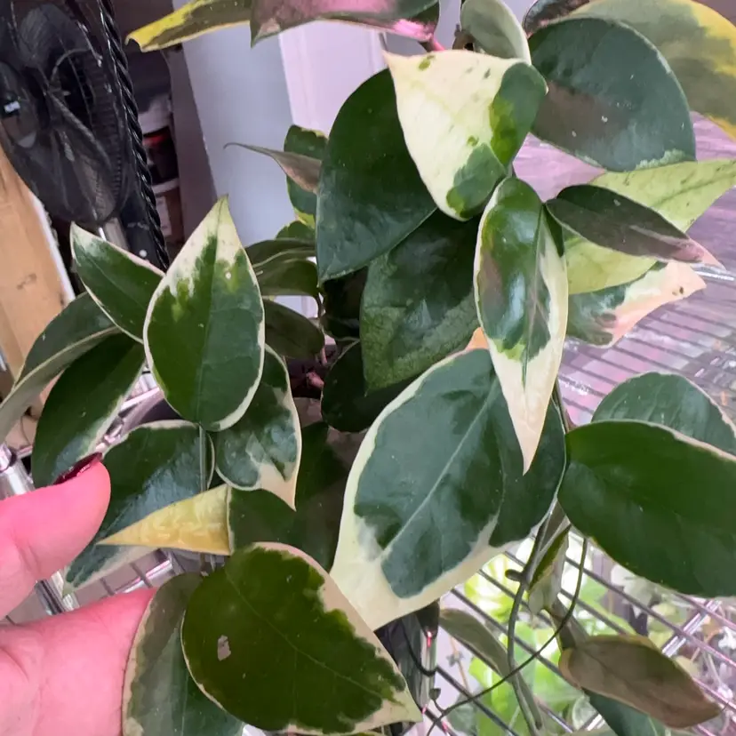 #02 - sp Panglai West Java albo cutting