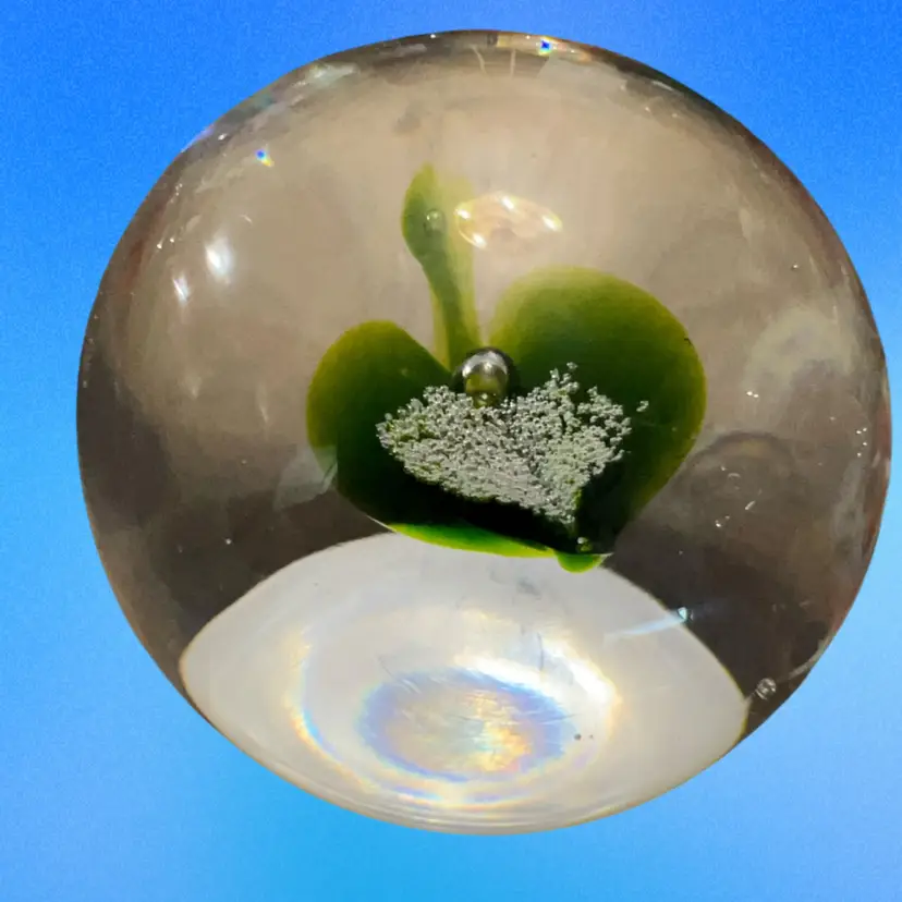 Kosta Boda paperweight,  signature reads "Kosta 97462 / G. Wärff
• The Artist: It was actually designed by Göran Wärff (1933–2022), another iconic master designer for Kosta Boda. While Vicke Lindstrand originated early seaweed-style concepts, Wärff designed his own famous iterations featuring organic green cores and controlled bubble clusters (often called "Mushroom" or "Seaweed" designs by collectors