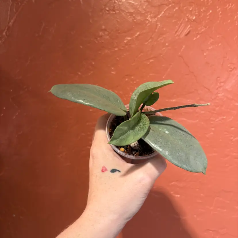 Hoya ‘Nova Ghost’