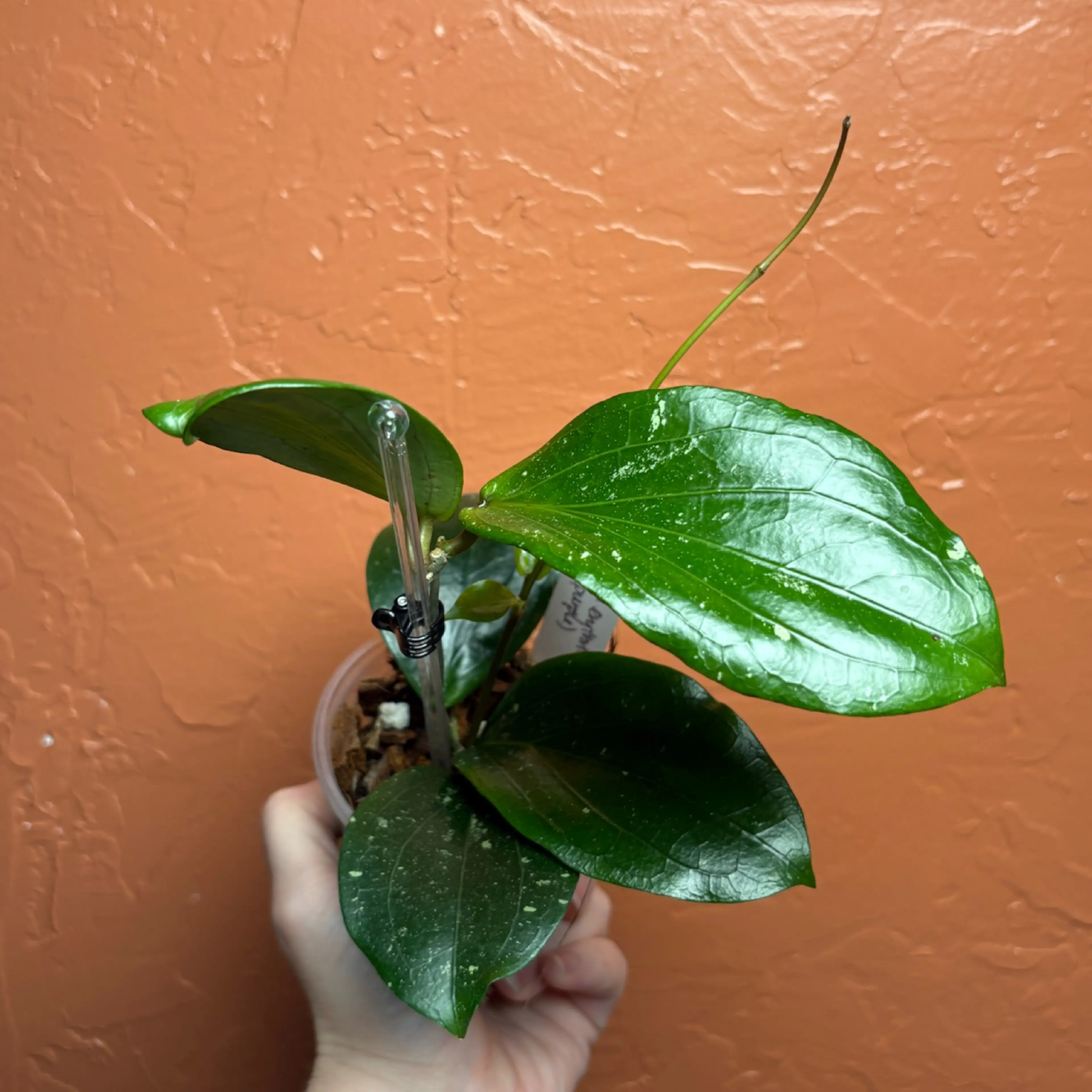 Image 4 of 4