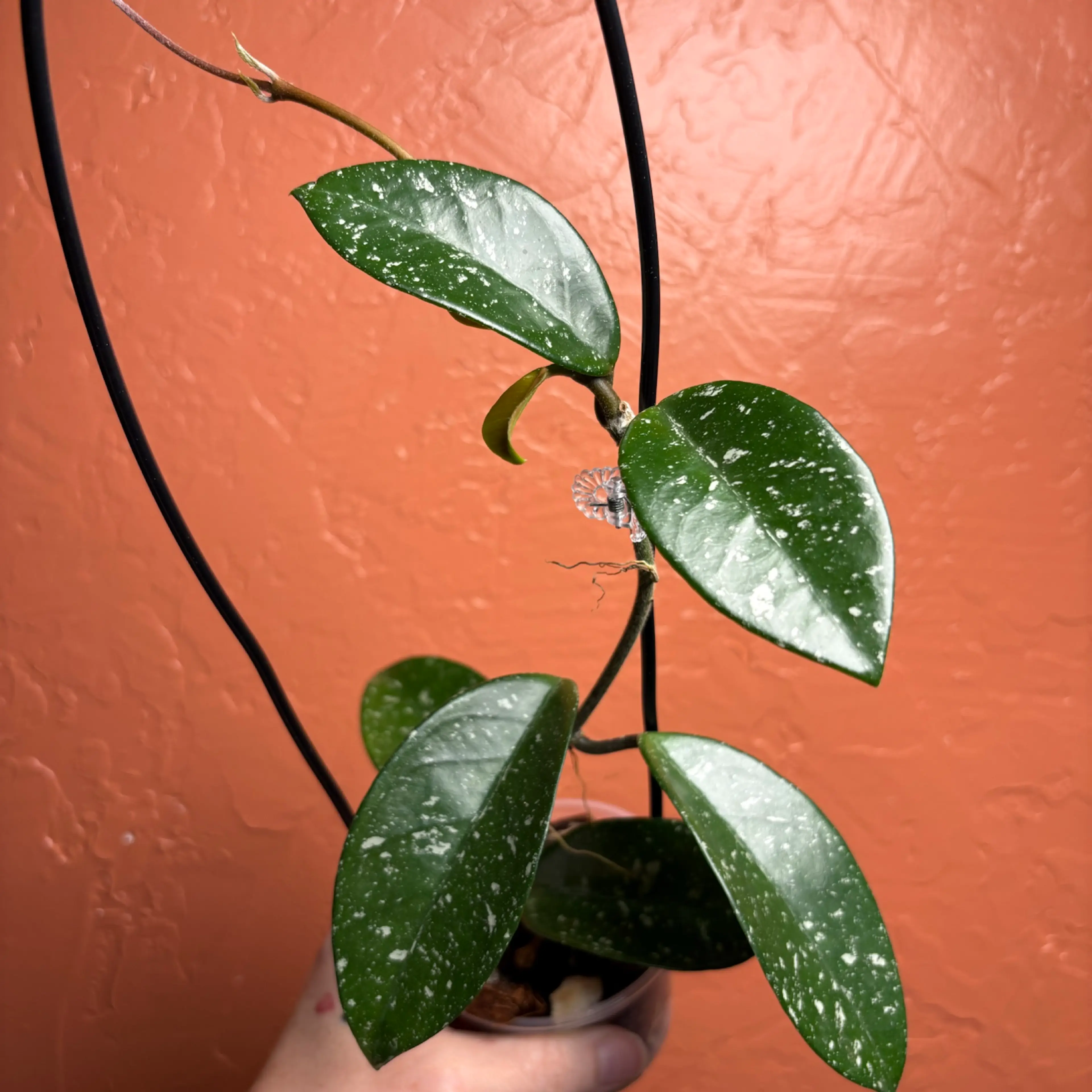 Image 2 of 4