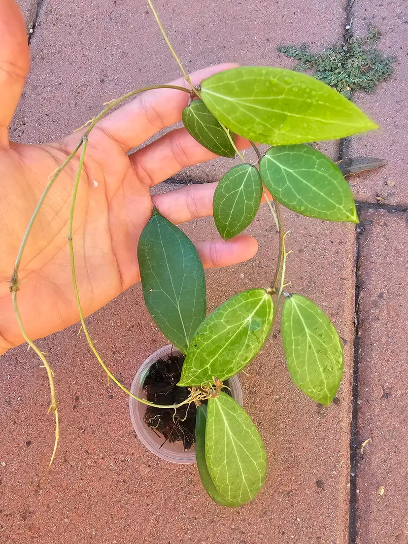 Camphorifolia (#2)