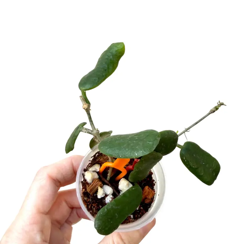 Hoya rotundiflora starter pot