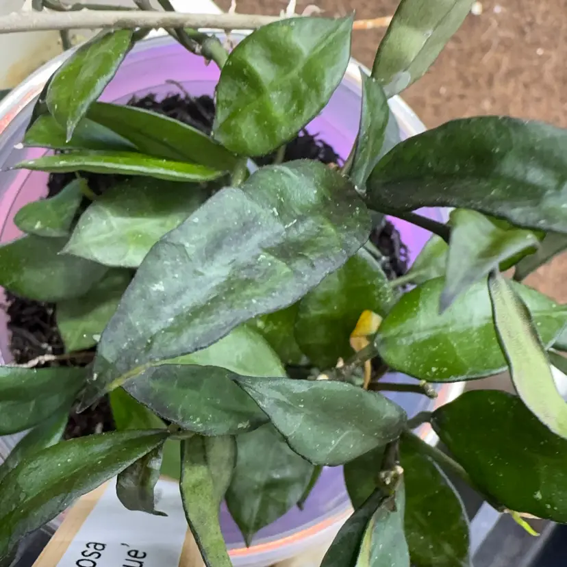 Lacunas ’Ruby Sue’