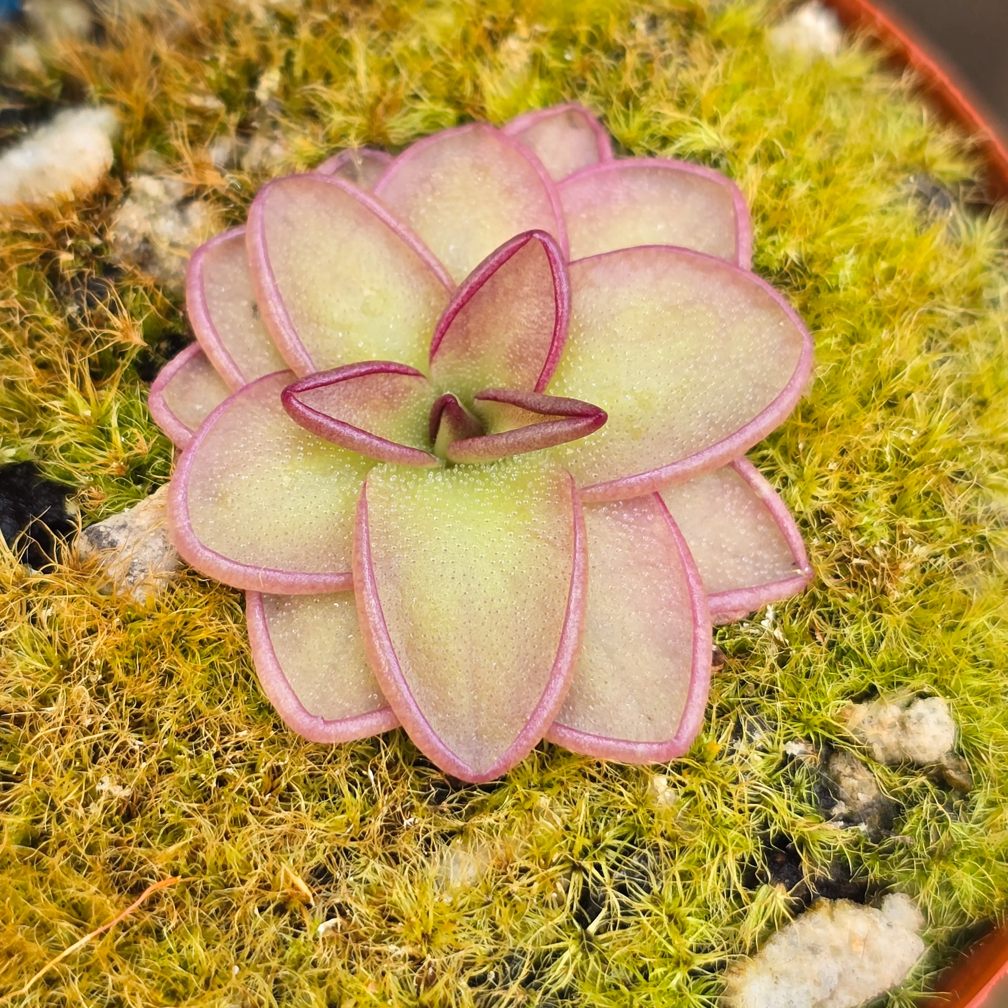 Image 2 of 2