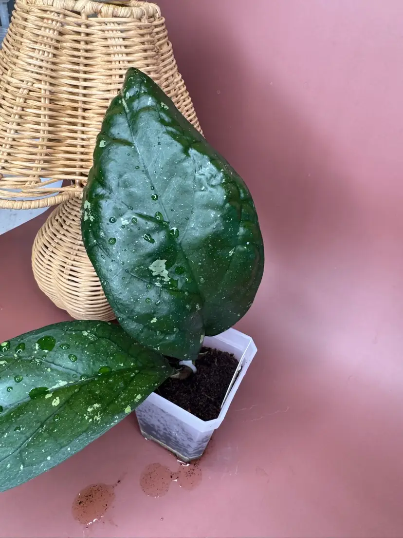 1201 AH 049 big leaf