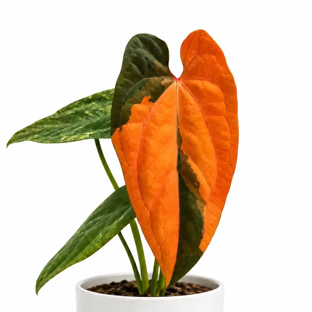 ANTHURIUM