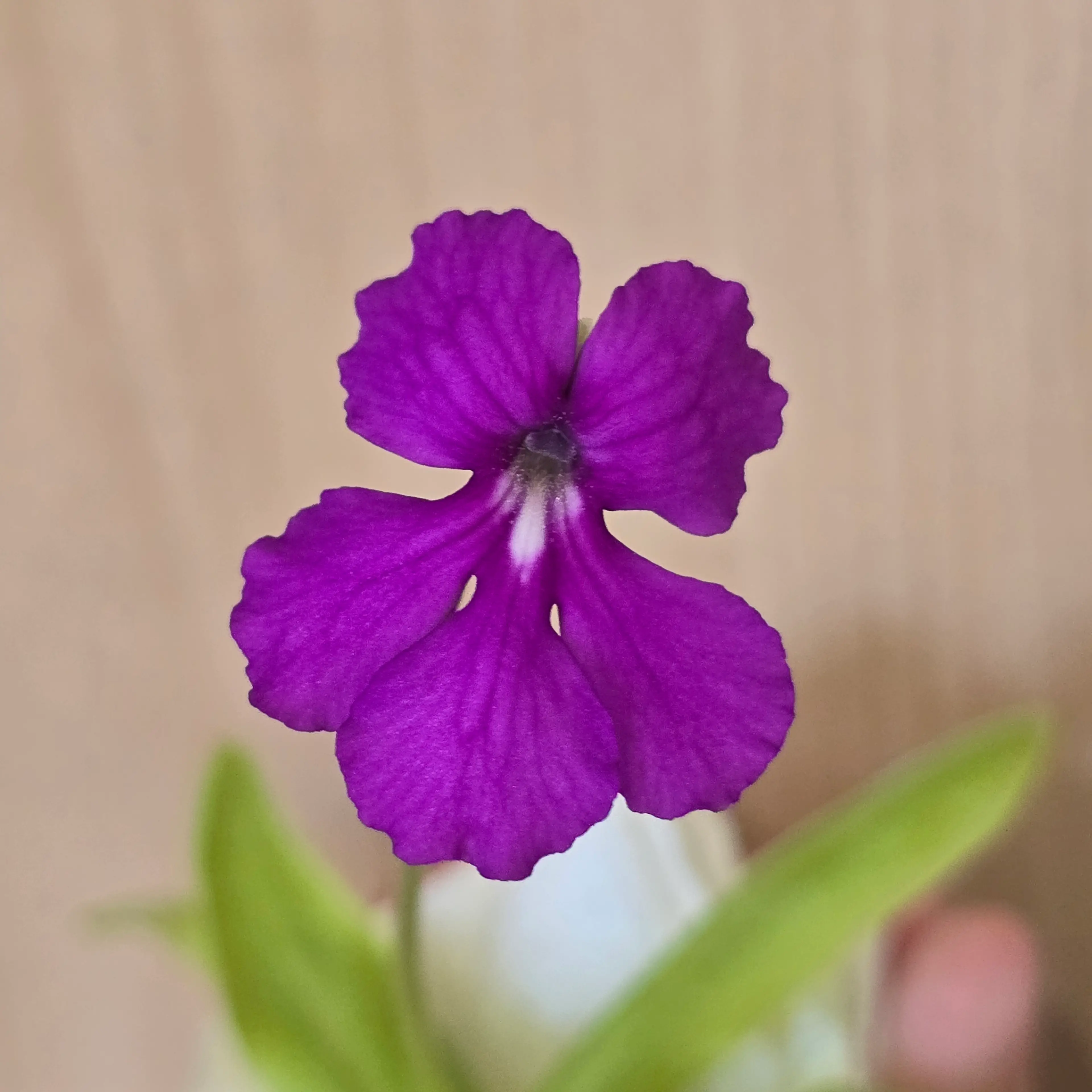 Image 2 of 4