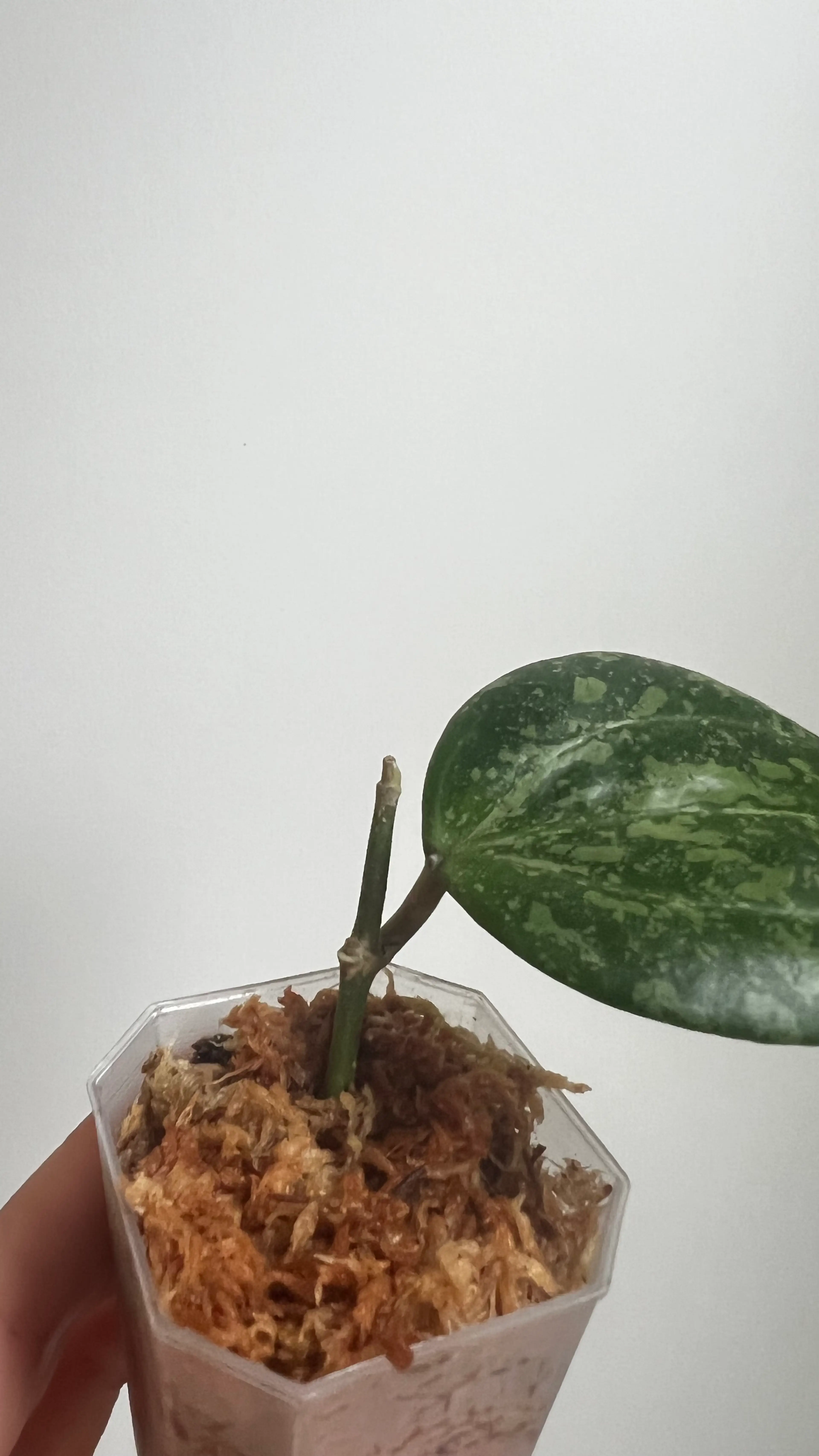 Image 3 of 3