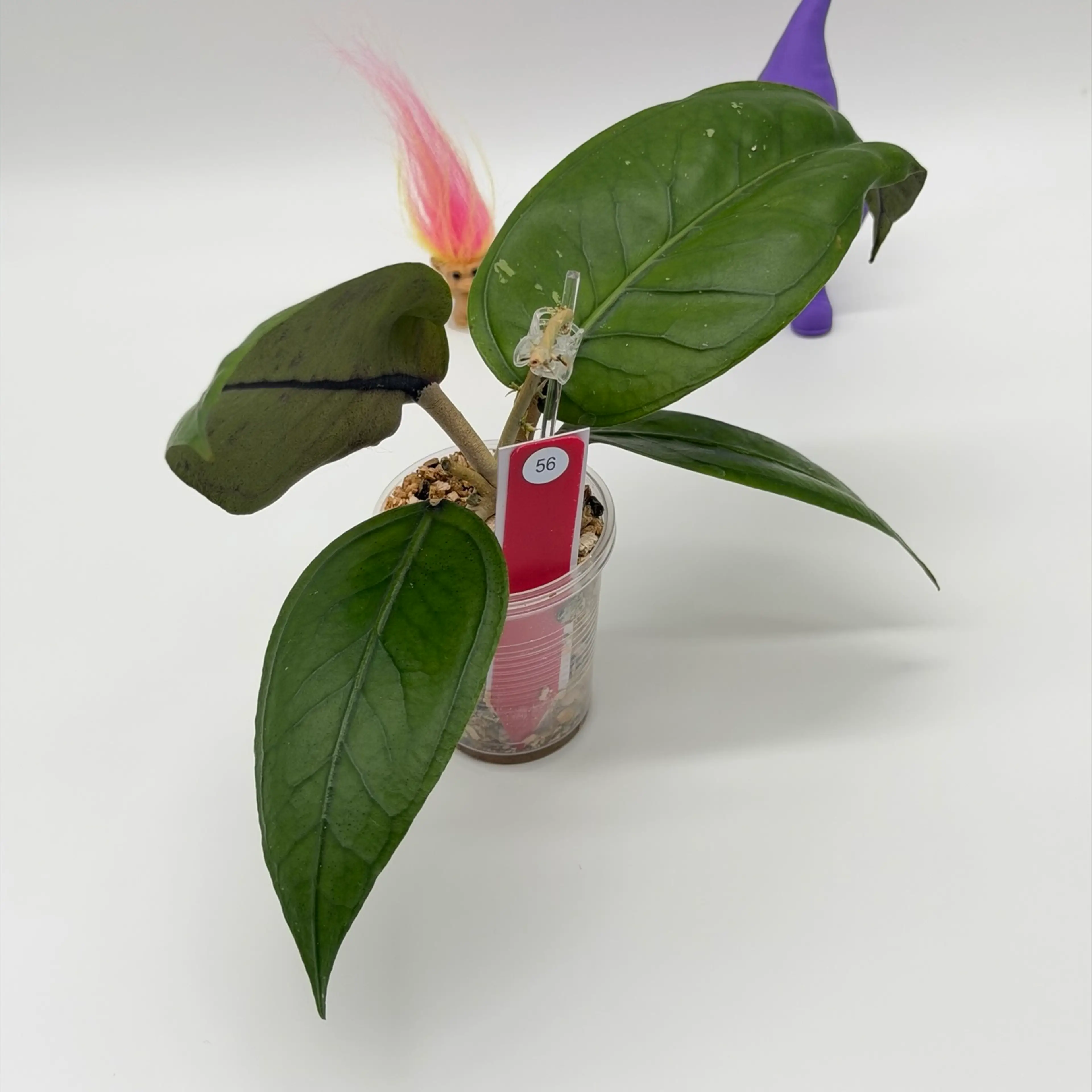 Image 3 of 4
