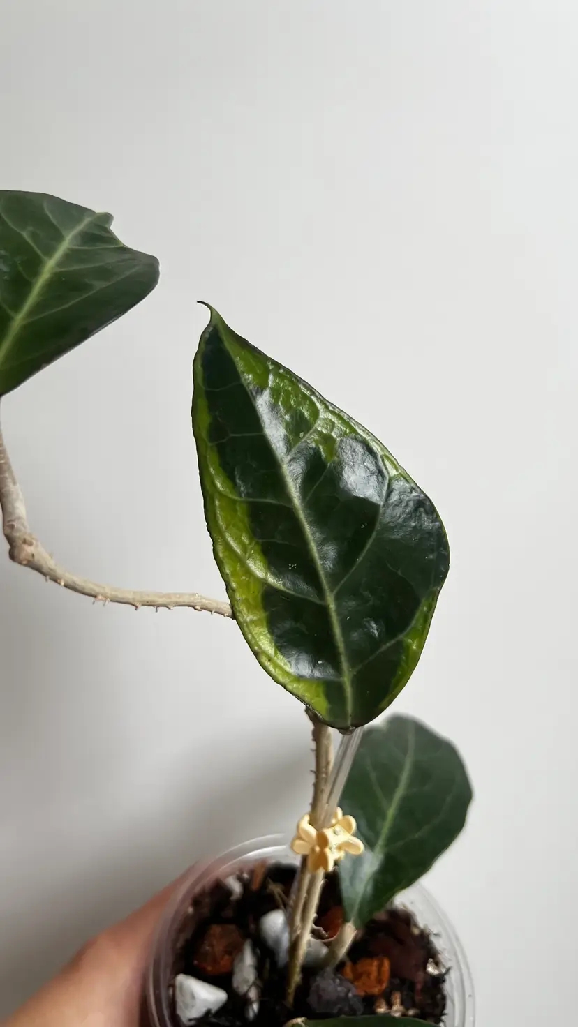 Hoya Verticillata 'Tanggamus Albo'