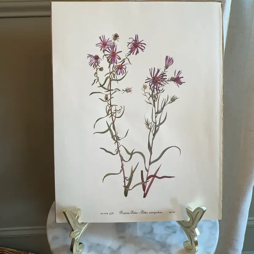 🔔 1953 Mary Vaux Walcott “Wildflowers Of America” Book Salvage Plate 375/376 8.5”x11”