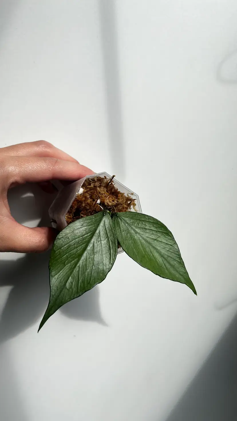 Hoya Polyneura Silver 'Broget'